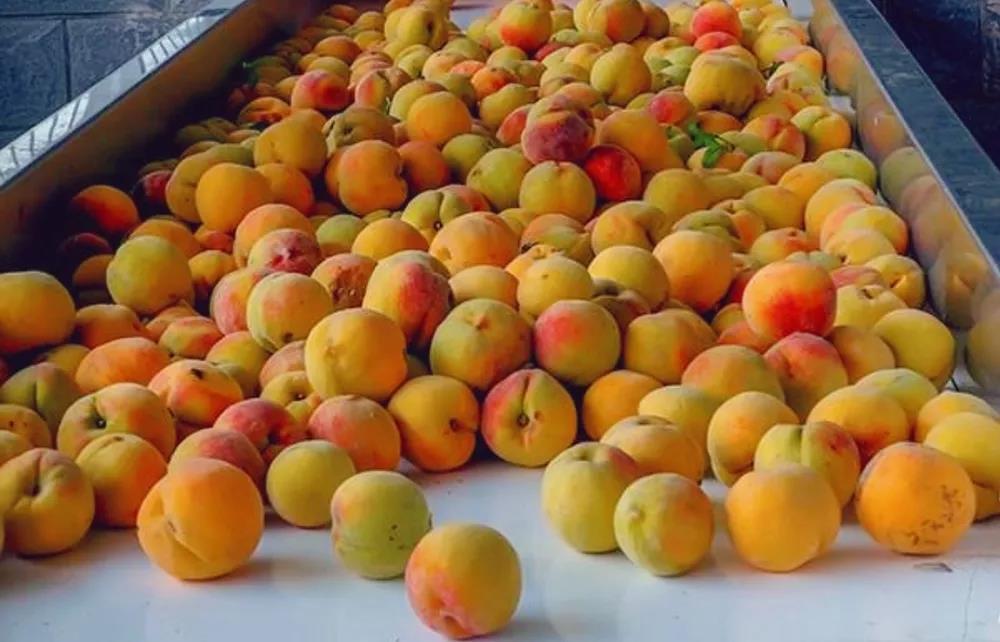 農商城 連接三農與市場的綜合性農業服務平臺